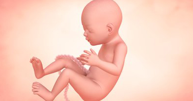 pregnancy week 22 development